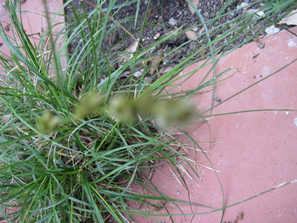 Carex divulsa / Carice separata